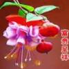 denis的头像