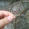 我心飞翔的头像
