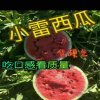 升起的太阳的头像