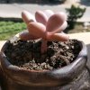木子李的头像