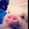 吢獸的头像