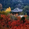 缘星集团蜜师的头像
