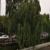 ZHANG梧桐树的头像