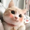 小九的头像