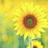 向日葵的头像