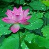 淡雅的头像