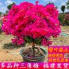 开心每一天的头像