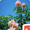 思念的头像