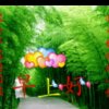 junying的头像