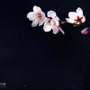 AI唯爱倾心的头像