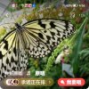 蝴蝶结。的头像