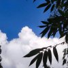 平淡福的头像