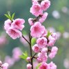 桃花的头像