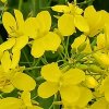 茉莉花的头像