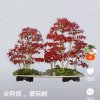 我偶像的头像