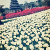 芳芳的头像