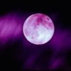 淡淡的紫月儿·的头像