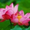 岳林英的头像