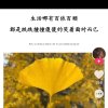 如梅的头像