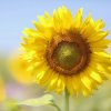 向日葵的头像