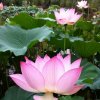 青青（花互动！）的头像