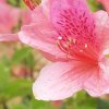 梦的头像