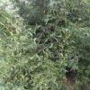 梦想的头像