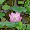 水中花的头像