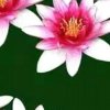 如意的头像