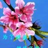 无名的头像