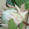 竹梅兰菊的头像