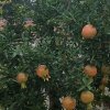 不悔的头像