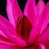 花蕊的头像