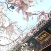 voice湫(出差，回来再嚎)的头像