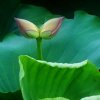 luhaoshan永不言败的头像