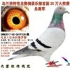 内蒙经纬鸽苑曹永富的头像