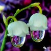 芙蓉花 主号的头像