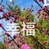 （艺韵）幸福小号送花号的头像