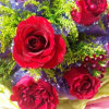 红玫瑰的头像