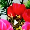明月的头像