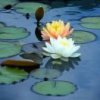 阿英的头像