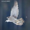 青松～的头像