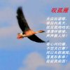 孤雁的头像