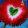 花开半夏的头像