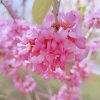 孤芳菲的头像