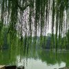 夏日风（暂停币）的头像