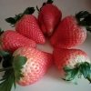 莓莓的头像