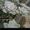 阳光家族主唱淡然绿色的头像