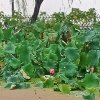 老叶的头像