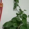 幸福全家的头像